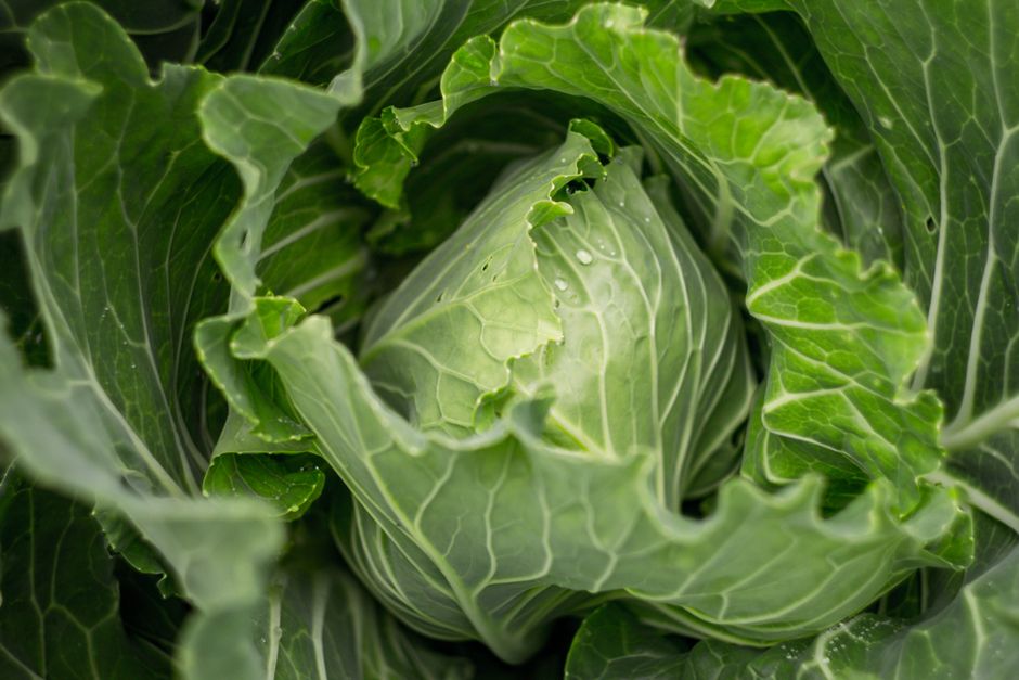 Coming Back to Probiotics In Plain Language, Without the Hype