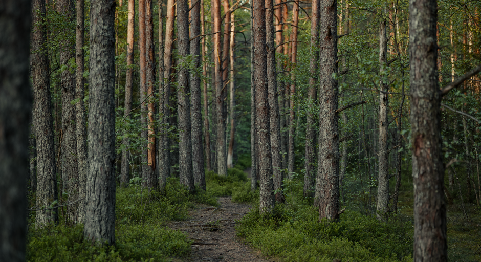 Finding Your Footing With Attention, Screens And Mental Fatigue, Minus the Overwhelm