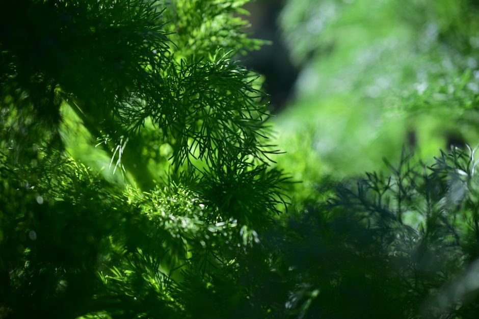 Herbs And Botanicals: A Cautious Look as the Years Add Up, Without Overthinking It