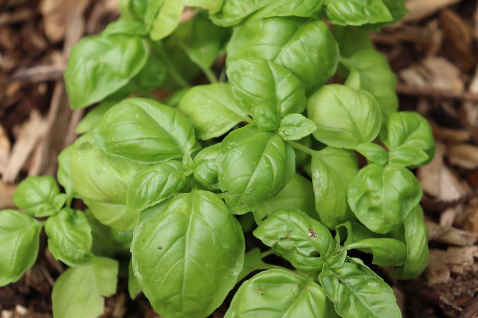 Herbs And Botanicals: A Cautious Look: The Short Version