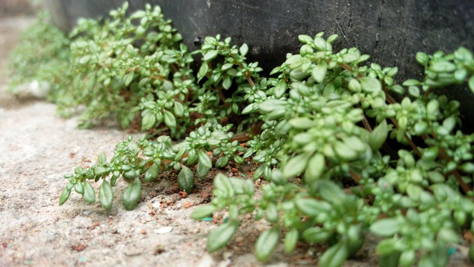 Herbs And Botanicals: A Cautious Look Without the Guesswork, Made Simple