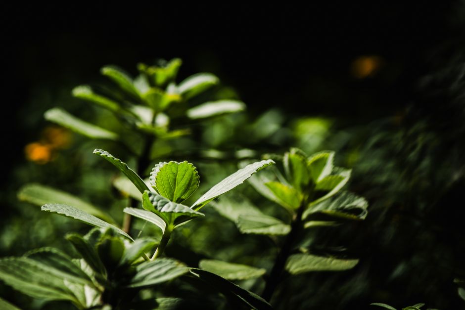 Hydration, Breath And The Overlooked Basics: A Time-Friendly Approach