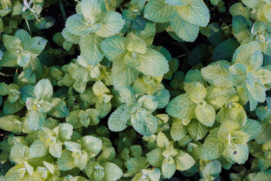 Hydration, Breath And The Overlooked Basics: Where to Start