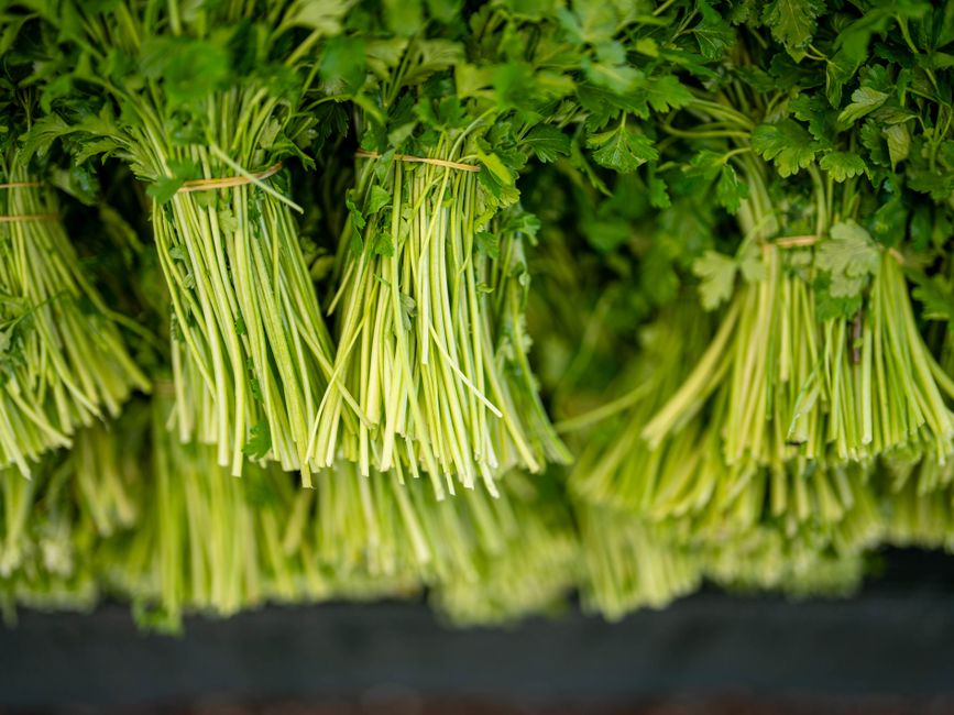 Iron, B12 And The Nutrients Worth Testing: Common Mistakes to Avoid