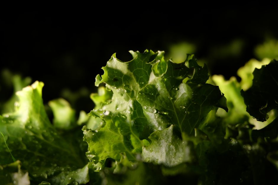 The Truth About Iron, B12 And The Nutrients Worth Testing, on a Normal Week
